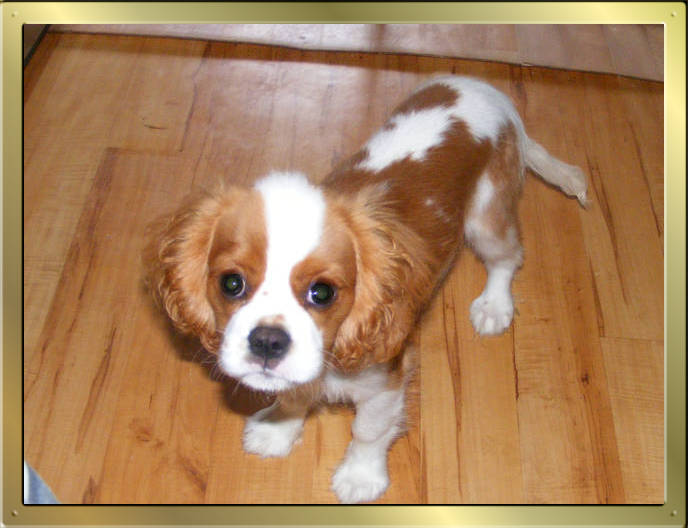 Cavalier King Charles Spaniel Tricolour und Blenheim puppy von Wonderful Eylar Rose und Chantismere Chieftain